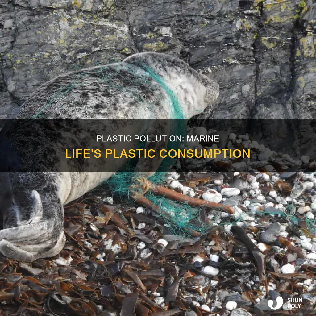 how much of marine life contains plastic
