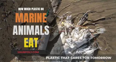 Plastic Consumption: Marine Life's Unhealthy Diet