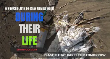 Ocean Life: Plastic Ingestion Crisis