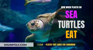 Sea Turtles and Plastic: A Lethal Diet