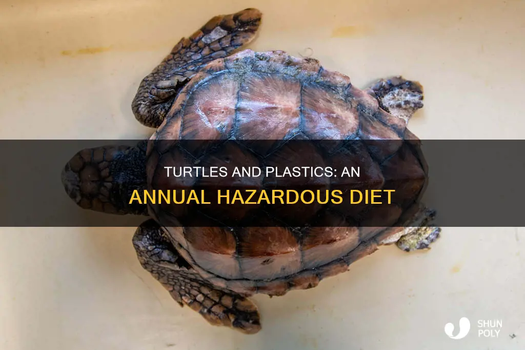 how much plastic do turtles eat a year