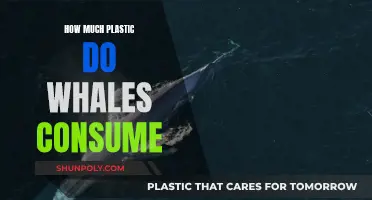 Whales and Plastic: Understanding Their Consumption