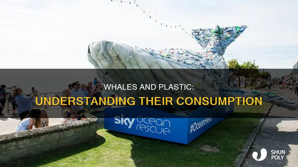 how much plastic do whales consume