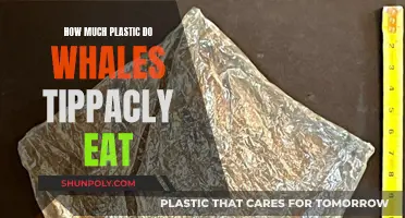 Whale Health Crisis: Plastic Consumption Rates and Solutions