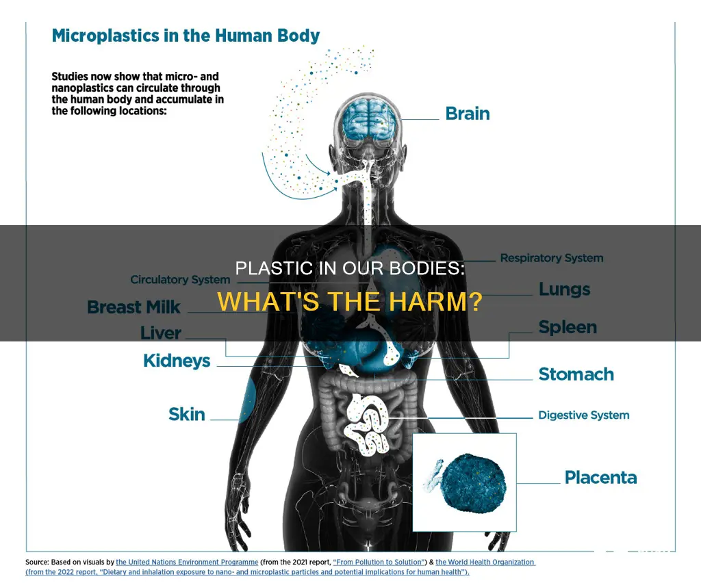 how much plastic is in our bodies