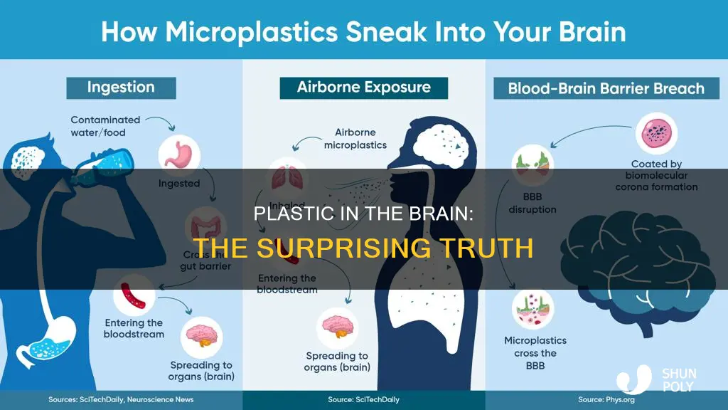 how much plastic is in your brain