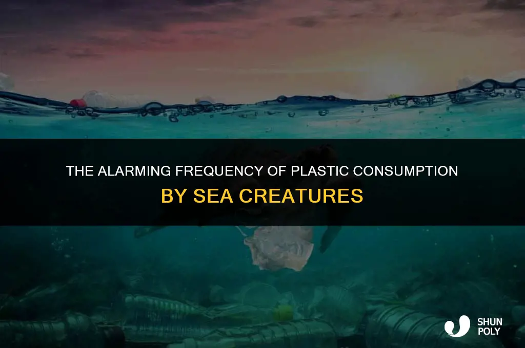 how often will a sea creature eat plastic