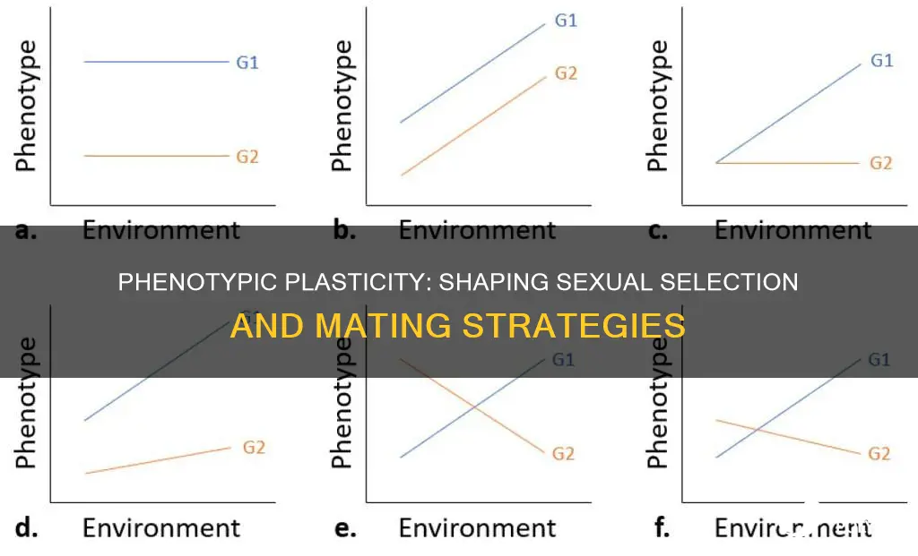 how phenotypic plasticity relates to sexual selection