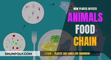 Plastic Pollution: Impacting Animals and Their Food Chain