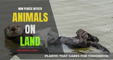 Plastic Pollution: Killing Animals on Land