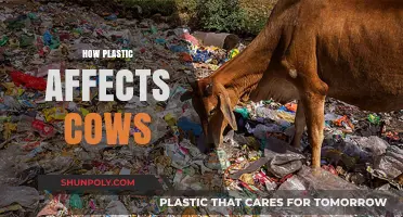 The Hidden Danger: How Plastic Pollution Impacts Cows and Our Food Chain