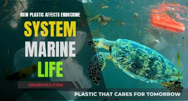 Plastic Pollution: Marine Life and Hormones