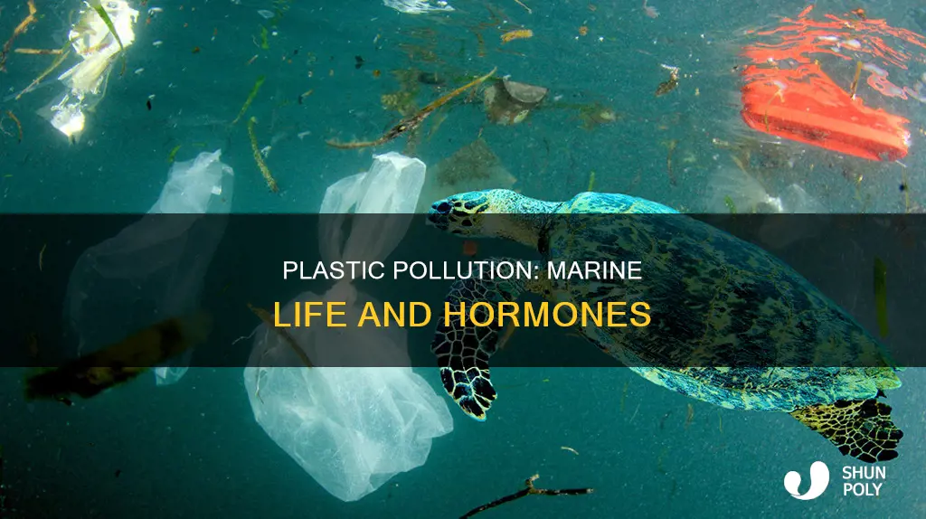 how plastic affects endocrine system marine life