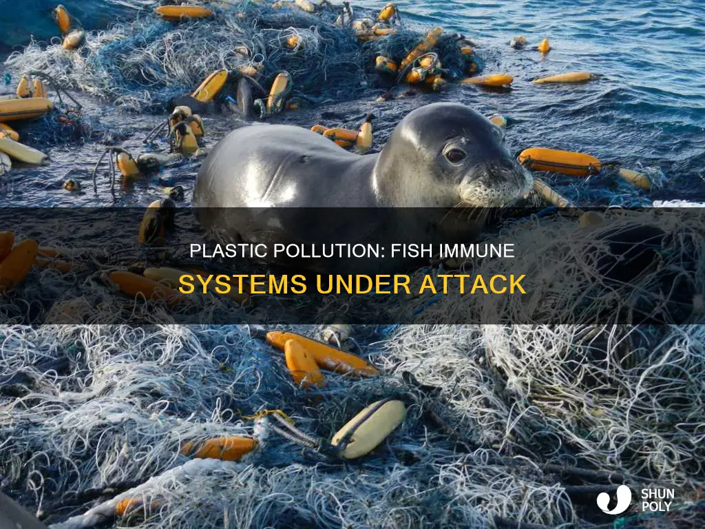 how plastic affects fish imuune system