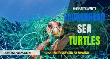 Plastic's Impact: Loggerhead Turtles' Plight