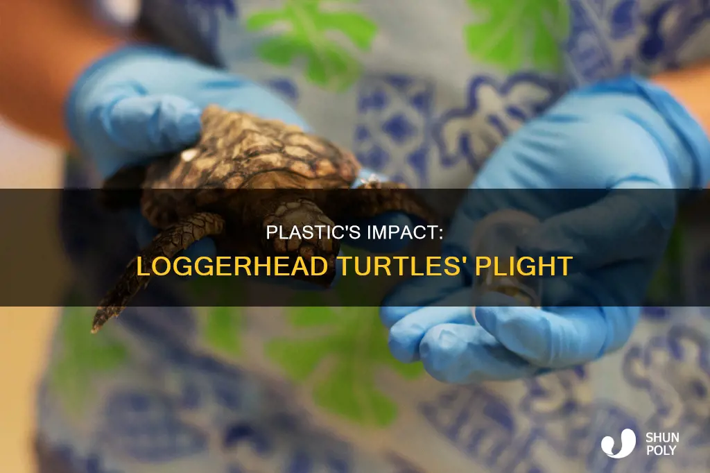 how plastic affects loggerhead sea turtles