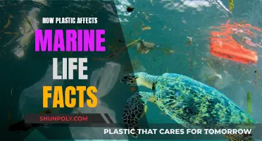 Plastic's Impact: Devastating Marine Life