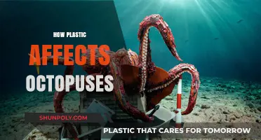 The Silent Threat: How Plastic Pollution Harms Octopuses
