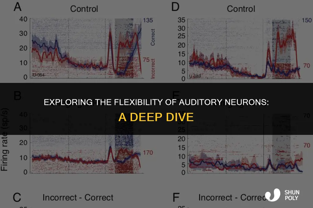 how plastic are auditory neurons