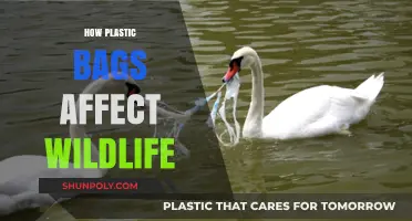 Plastic Bags' Deadly Impact: How Wildlife Suffers from Our Waste