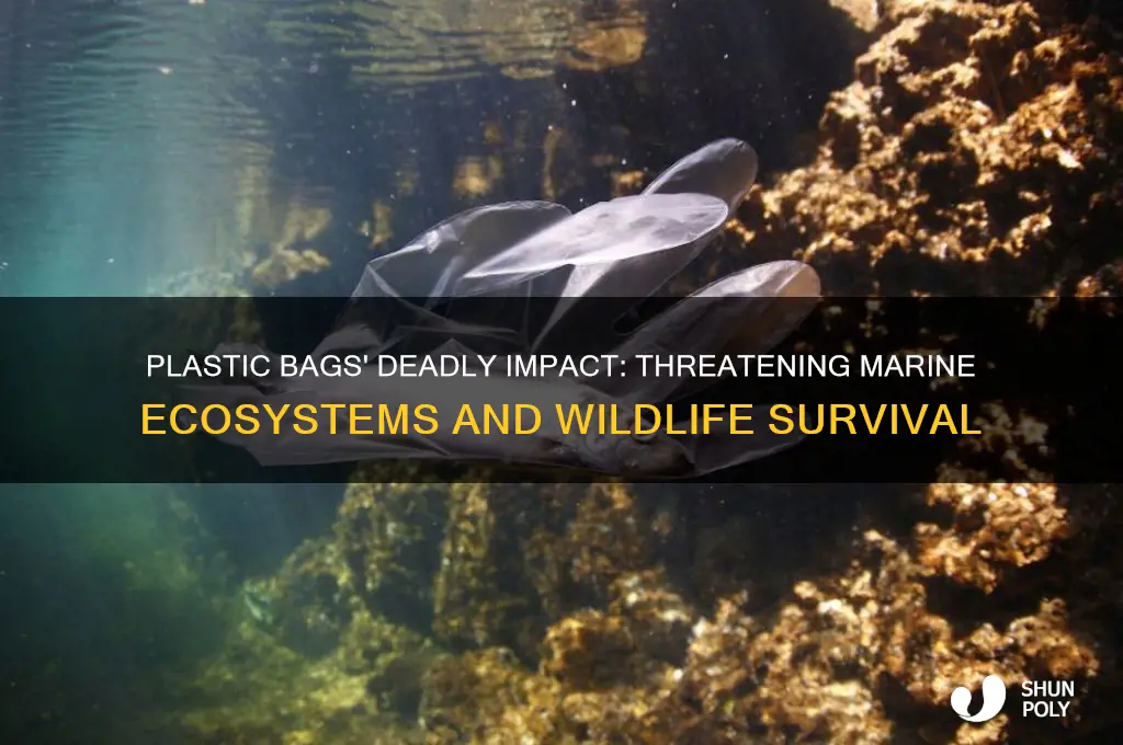 how plastic bags are harmful to marine life