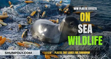 Plastic's Impact: Devastating Effects on Sea Wildlife