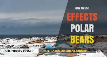 The Impact of Plastic Pollution on Polar Bears: A Growing Concern