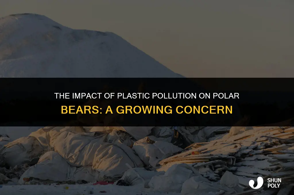 how plastic effects polar bears