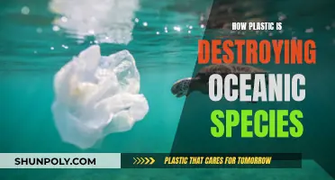 Plastic Pollution: Killing Our Oceans and Marine Life