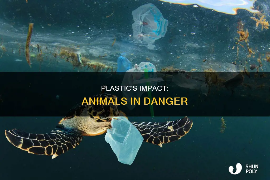 how plastic is harmful for animals