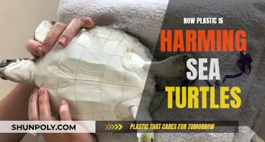 Plastic's Deadly Impact on Sea Turtles