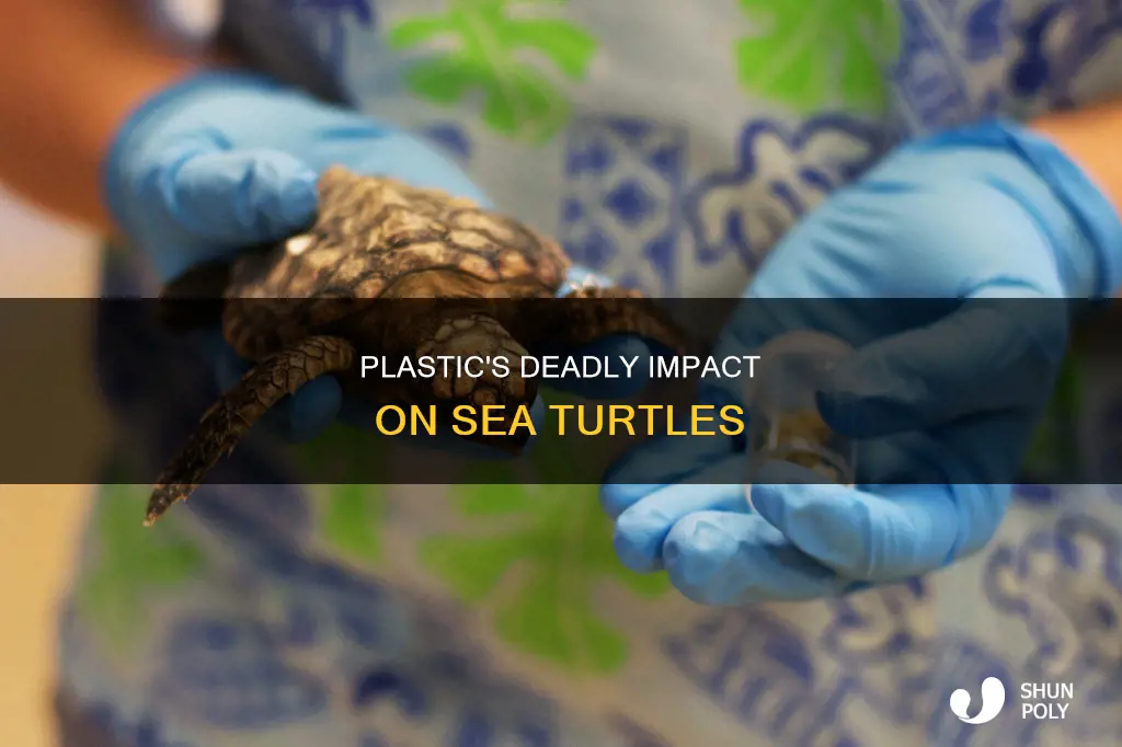 how plastic is harming sea turtles