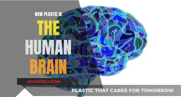The Brain: Ever-Changing and Adaptable