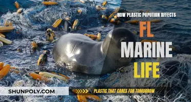 Plastic Pollution: Killing Florida's Marine Life