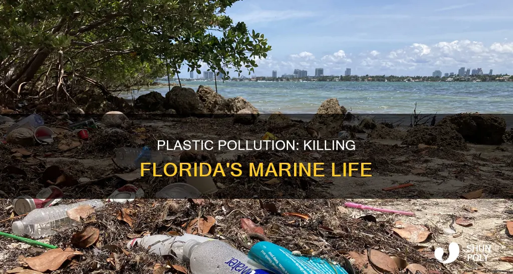 how plastic popution affects fl marine life