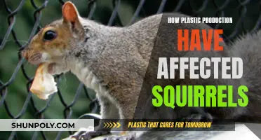 Plastic Production: A Lethal Threat to Squirrels