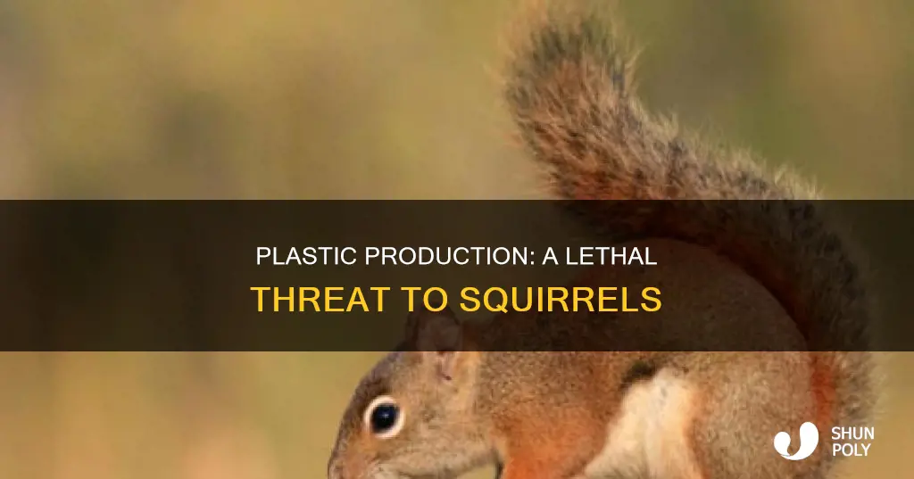 how plastic production have affected squirrels