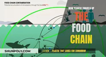 Plastic Pollution: A Journey Up the Food Chain
