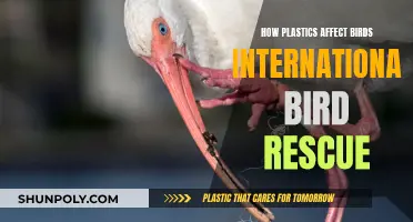 Plastics' Impact on Birds: International Rescue Efforts