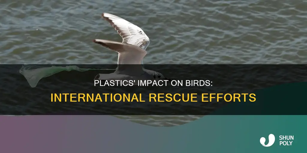 how plastics affect birds international bird rescue