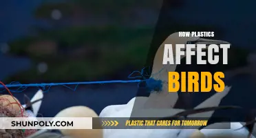 The Impact of Plastics on Avian Life: A Growing Concern