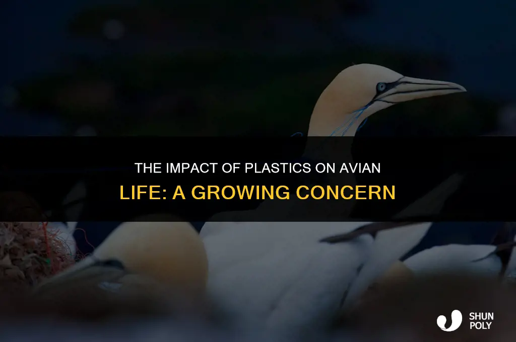 how plastics affect birds
