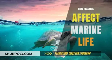 The Impact of Plastics on Marine Ecosystems: A Growing Concern