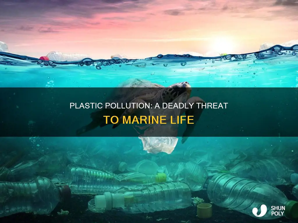 how sea animals are efected my plastic