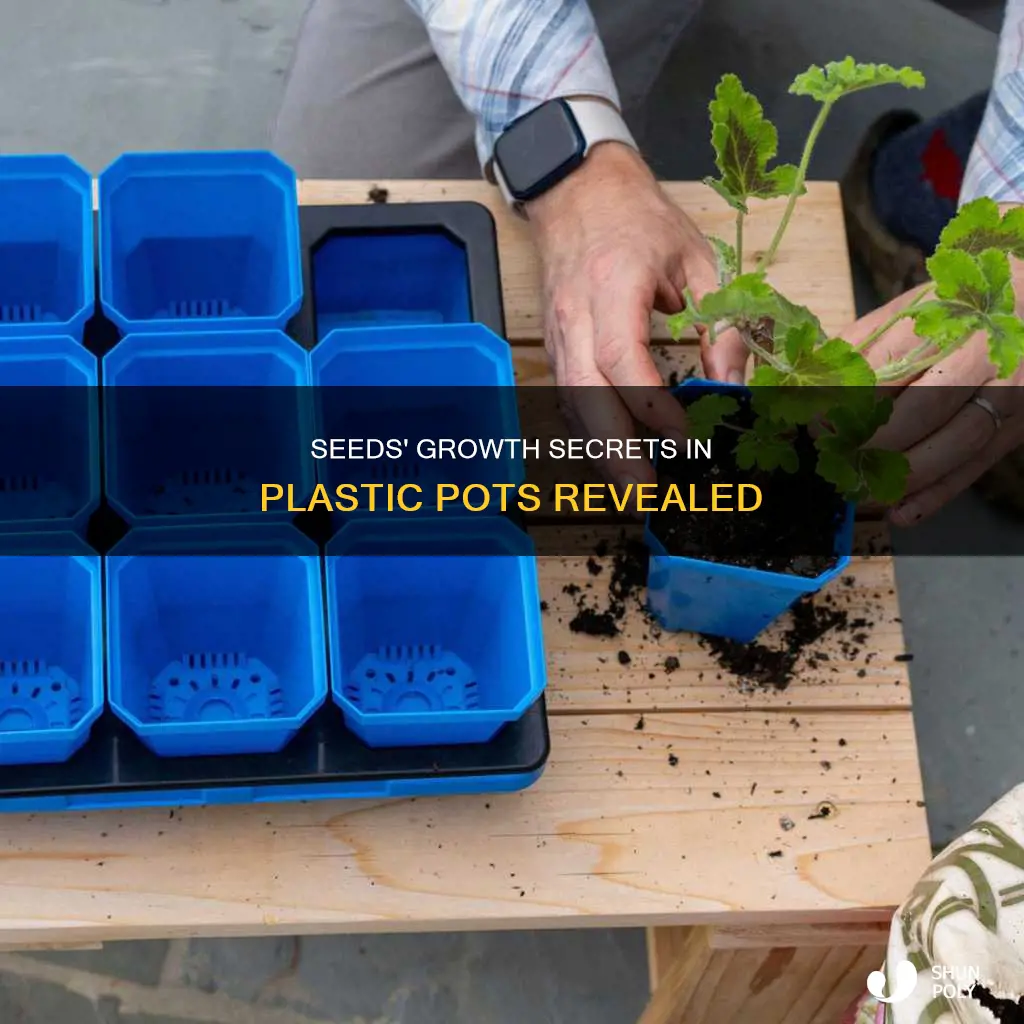 how seeds grow in nursing plastic pots