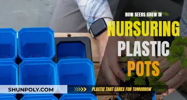 Seeds' Journey: From Pots to Growth