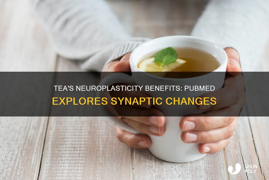 how tea increases synaptic plasticity pubmed