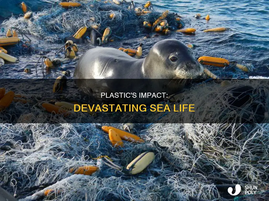 how the plastic harms sea creatures