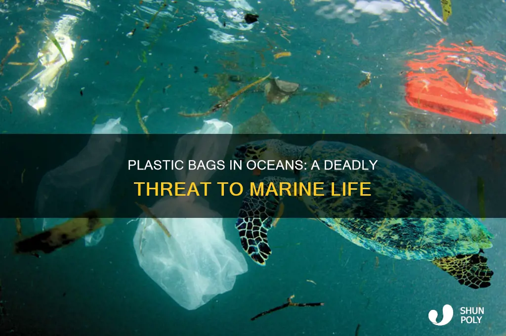 how the sea animal die from plastic bags