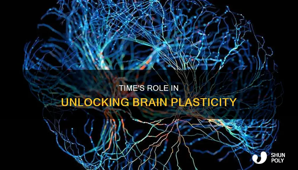 how time plays role in brain plasticity